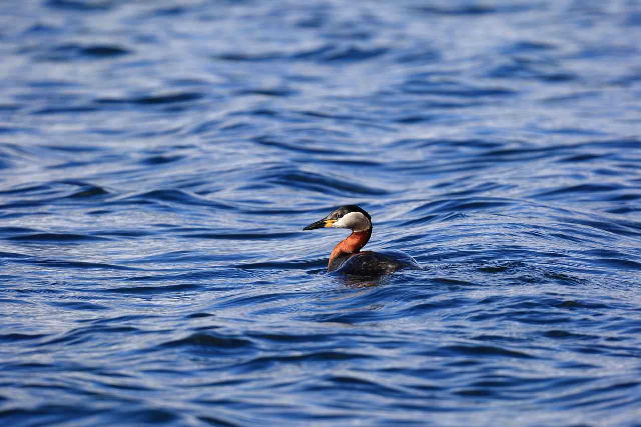 What is a Water Fast?