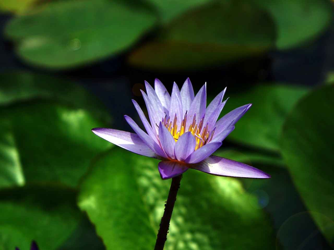 Mental Clarity and Cognitive Benefits
