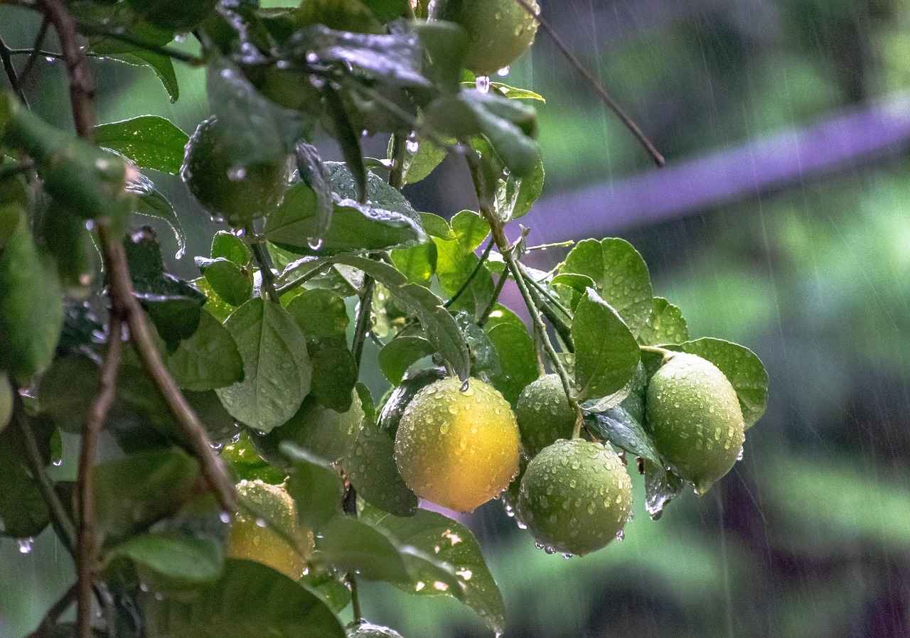 How to Prepare Lemon Water for Fasting