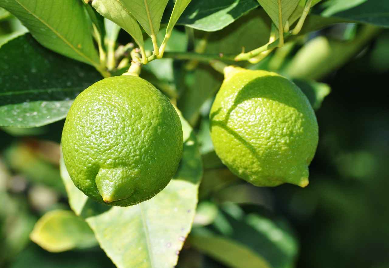 Potential Drawbacks of Lemon Water During Fasting