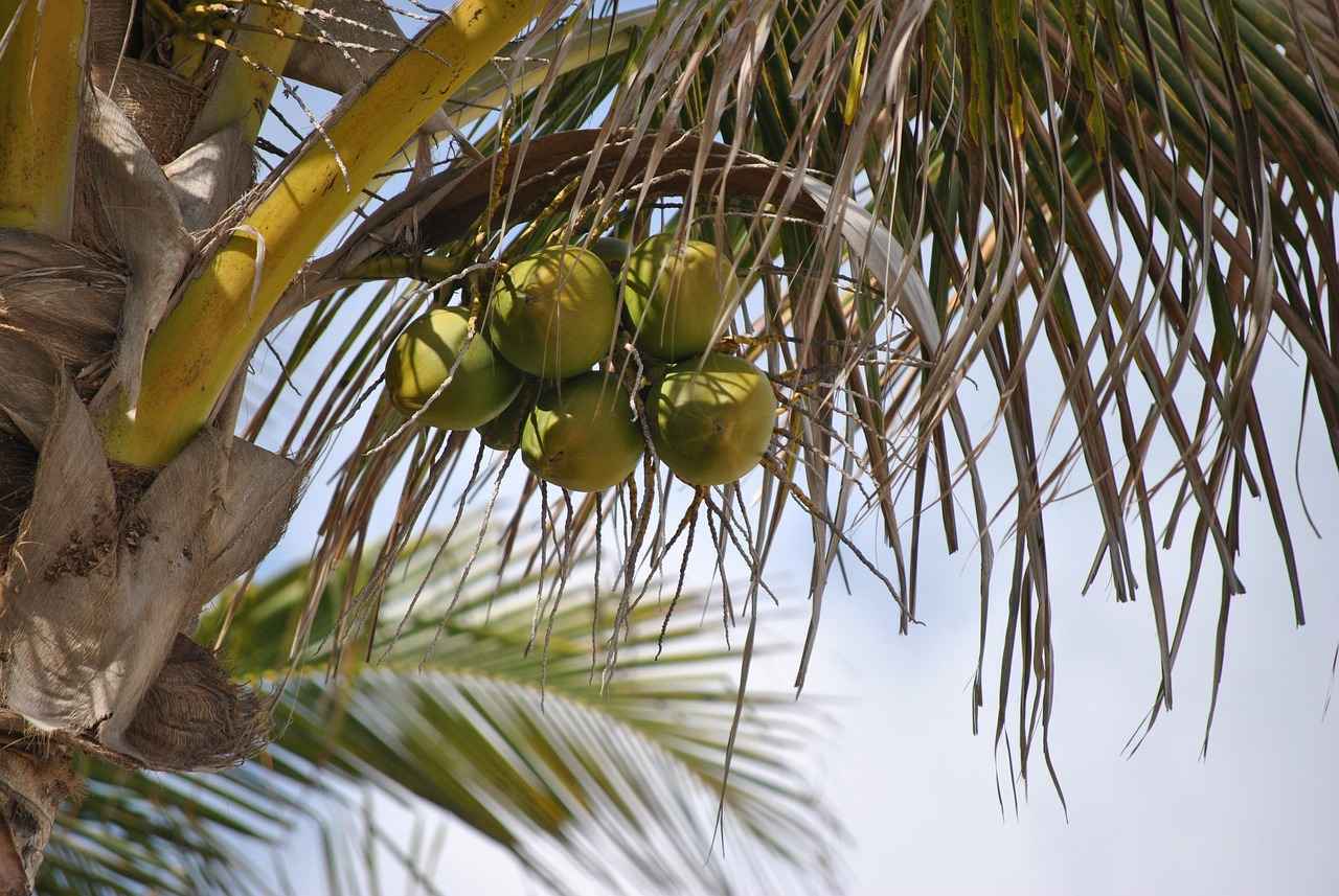 When to Consume Coconut Water During a Fast