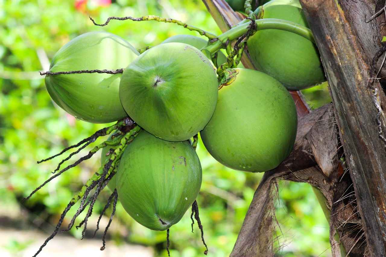 The Nutritional Profile of Coconut Water
