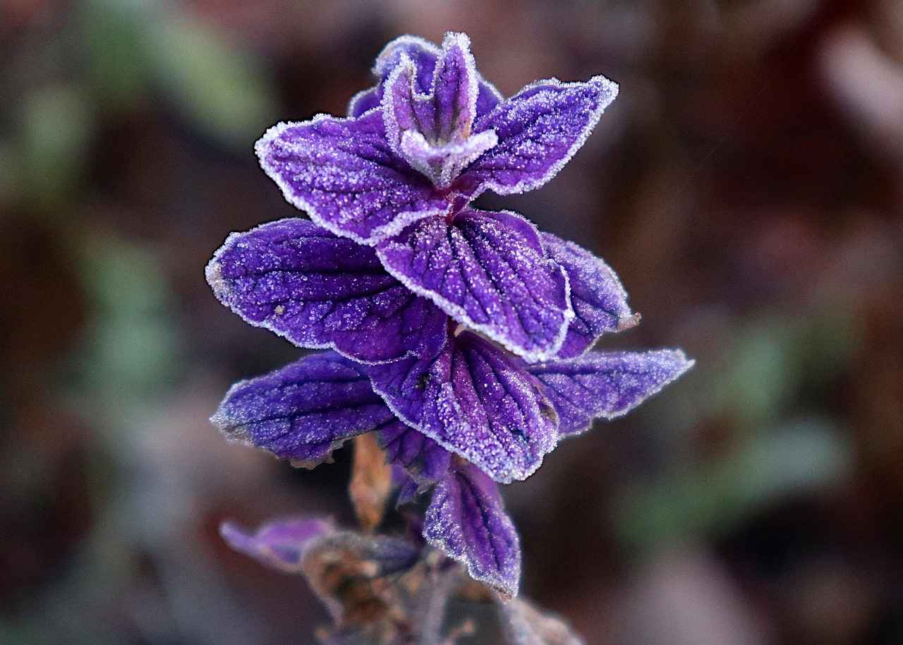 Does Hot Water Freeze Faster? Science Says Yes! 6 Common Misconceptions About the Mpemba Effect