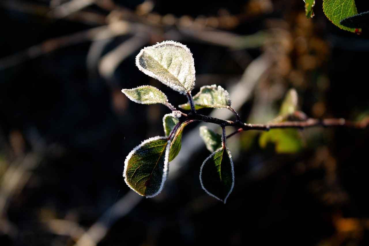 Does Hot Water Freeze Faster Than Cold? The Science Explained 5 Practical Implications of the Mpemba Effect