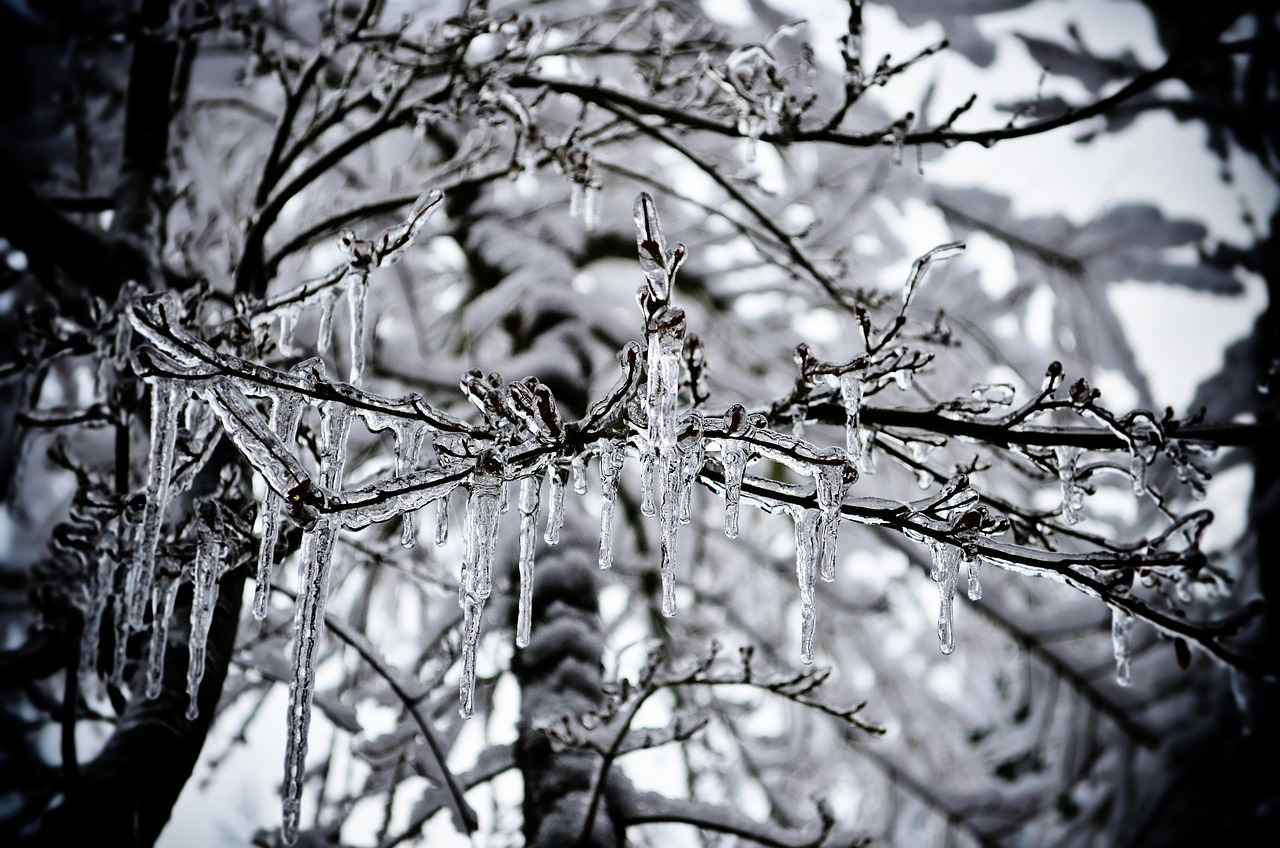 Does Hot Water or Cold Water Freeze Faster? 2 Scientific Studies on Freezing Water