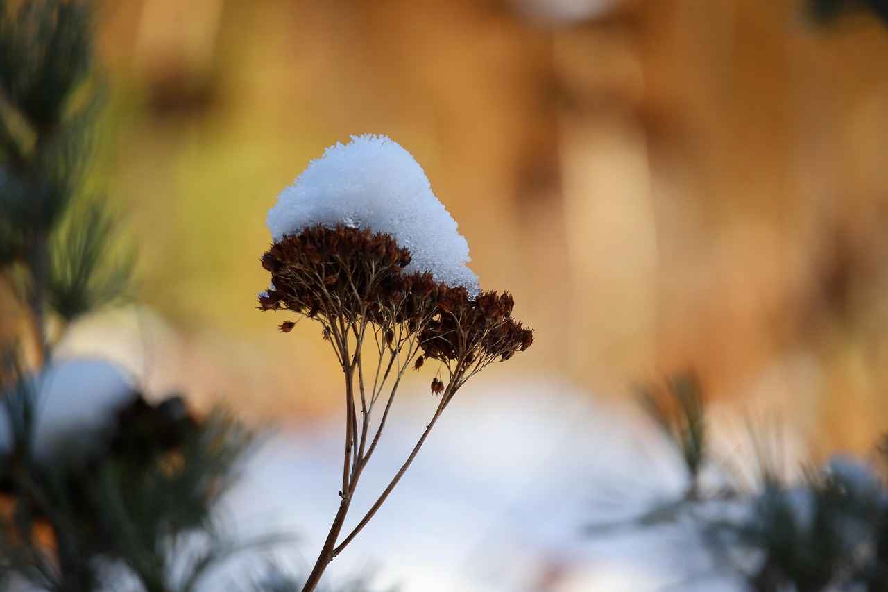 What is Dry Fasting?