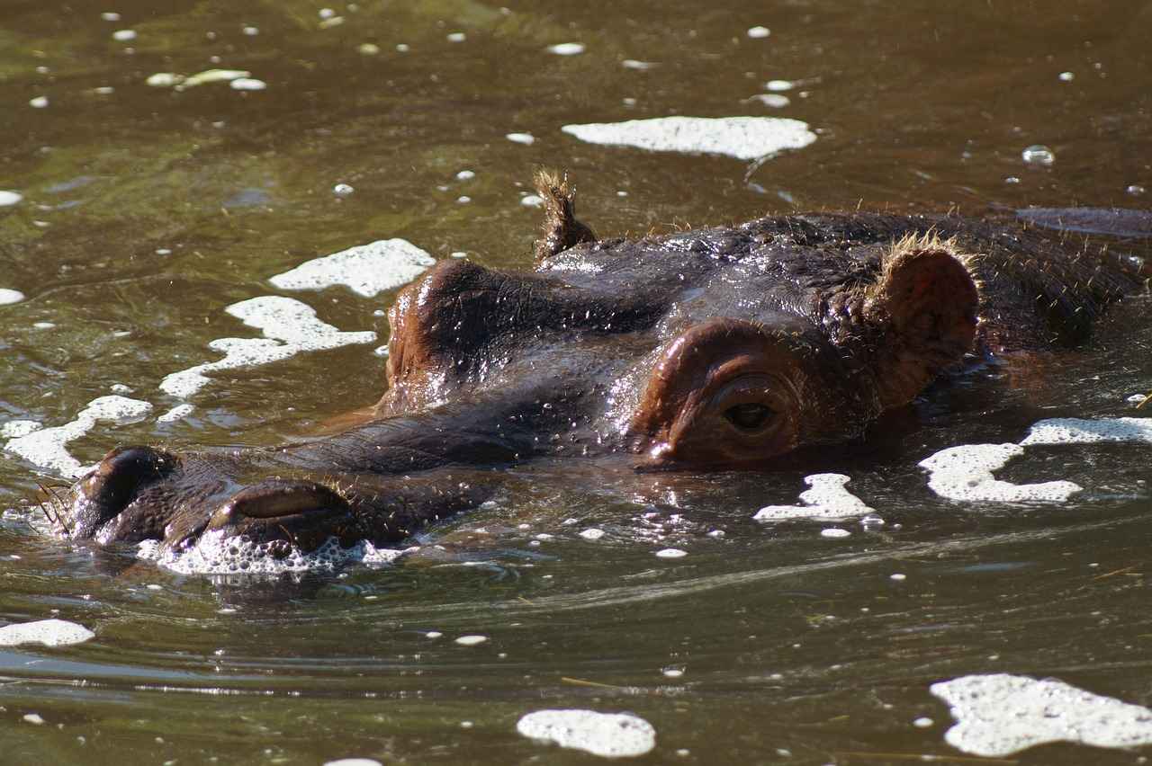 How Fast Are Hippos in Water? Surprising Facts 4 Impact of Water Temperature on Hippo Speed