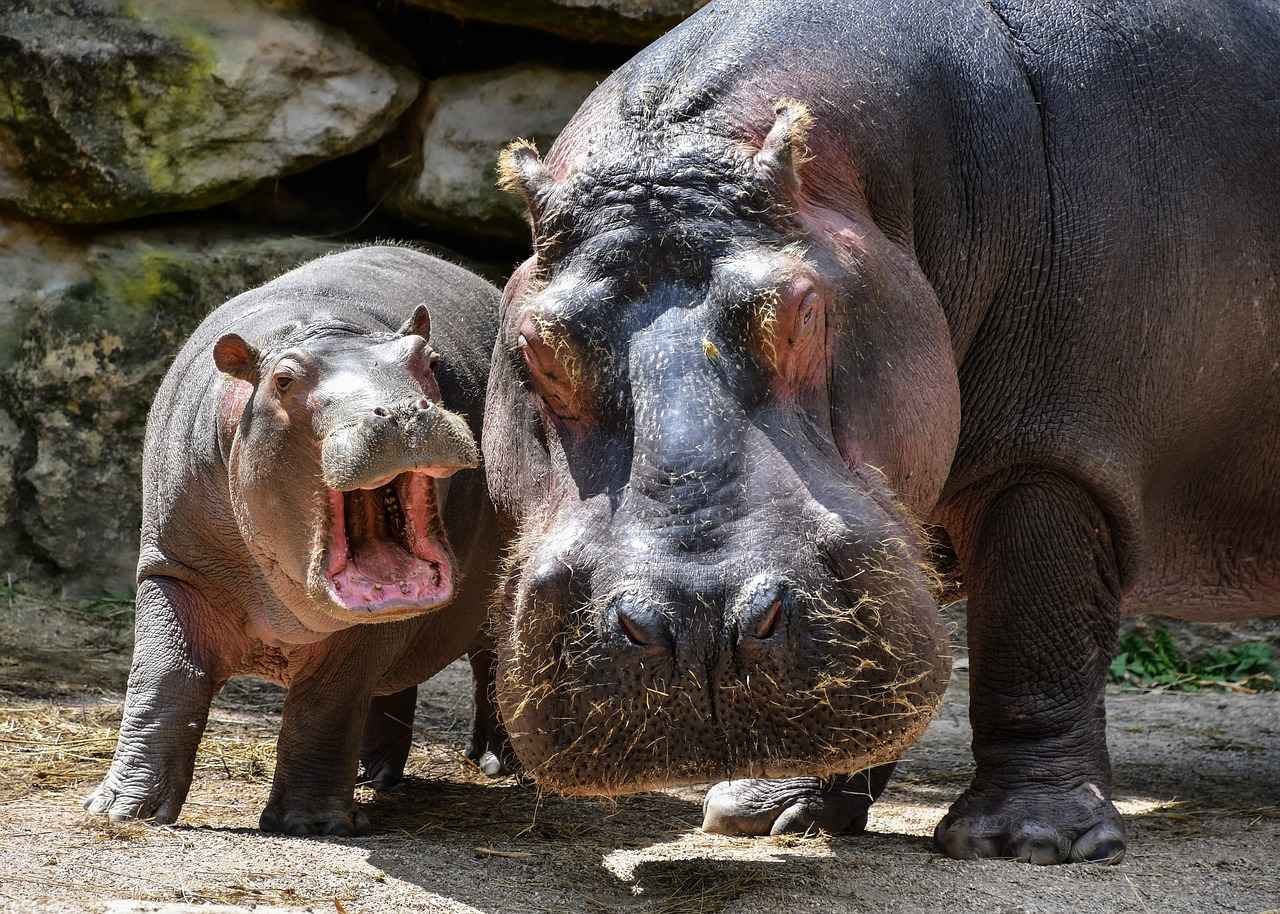 How Fast Are Hippos in Water? Surprising Facts 5 Conservation Status and Habitat Challenges