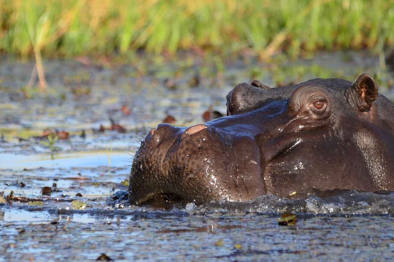 How Fast Are Hippos in Water? Surprising Facts 2 Hippos: Masters of Aquatic Movement