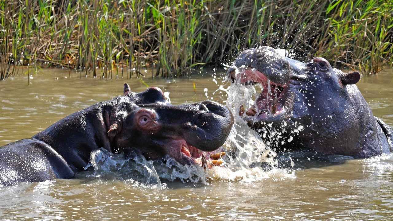How Fast Are Hippos in Water? Surprising Facts 3 Hippo Behavior in Water