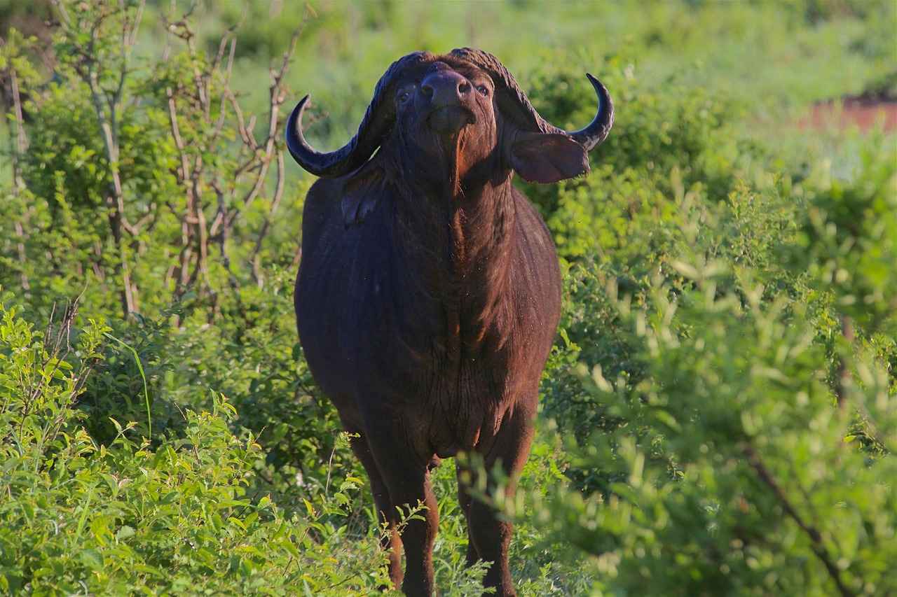 How Fast Can a Water Buffalo Swim? 4 Comparison with Other Animals