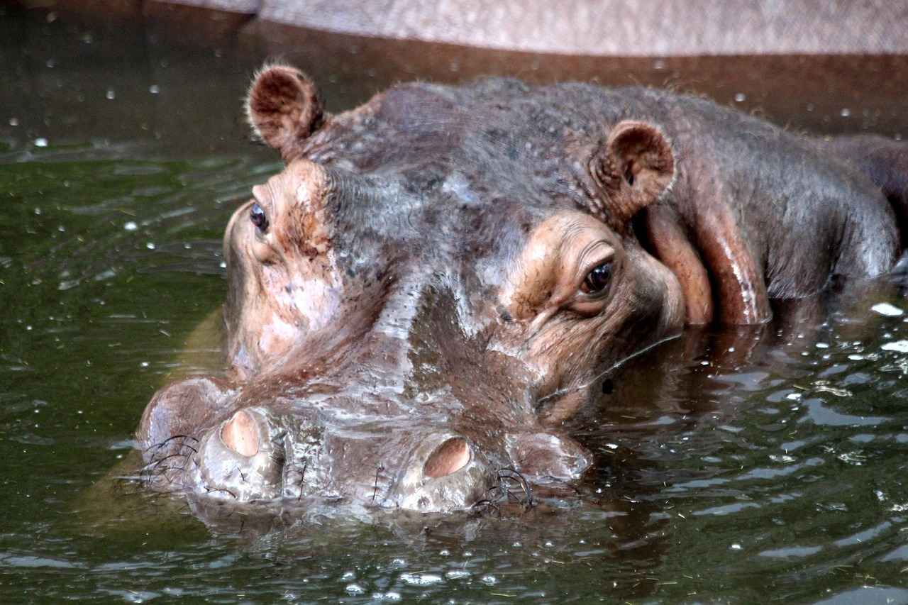 Understanding Hippo Anatomy