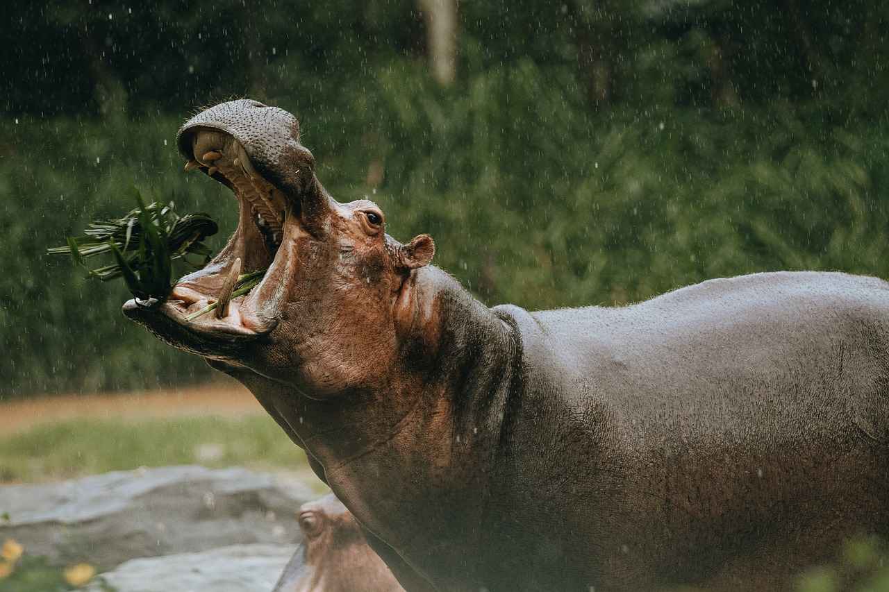 The Role of Water in Hippo Habitat