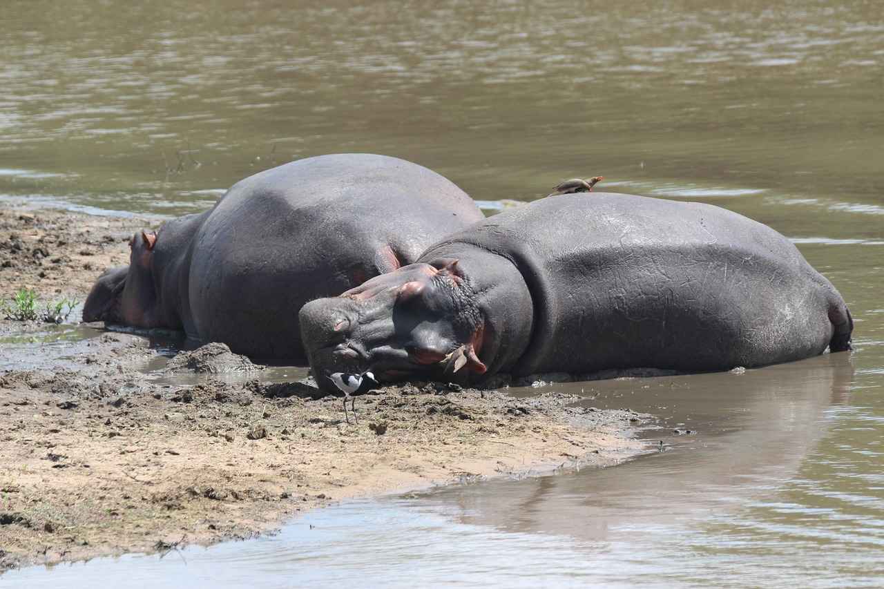Conservation Status of Hippos