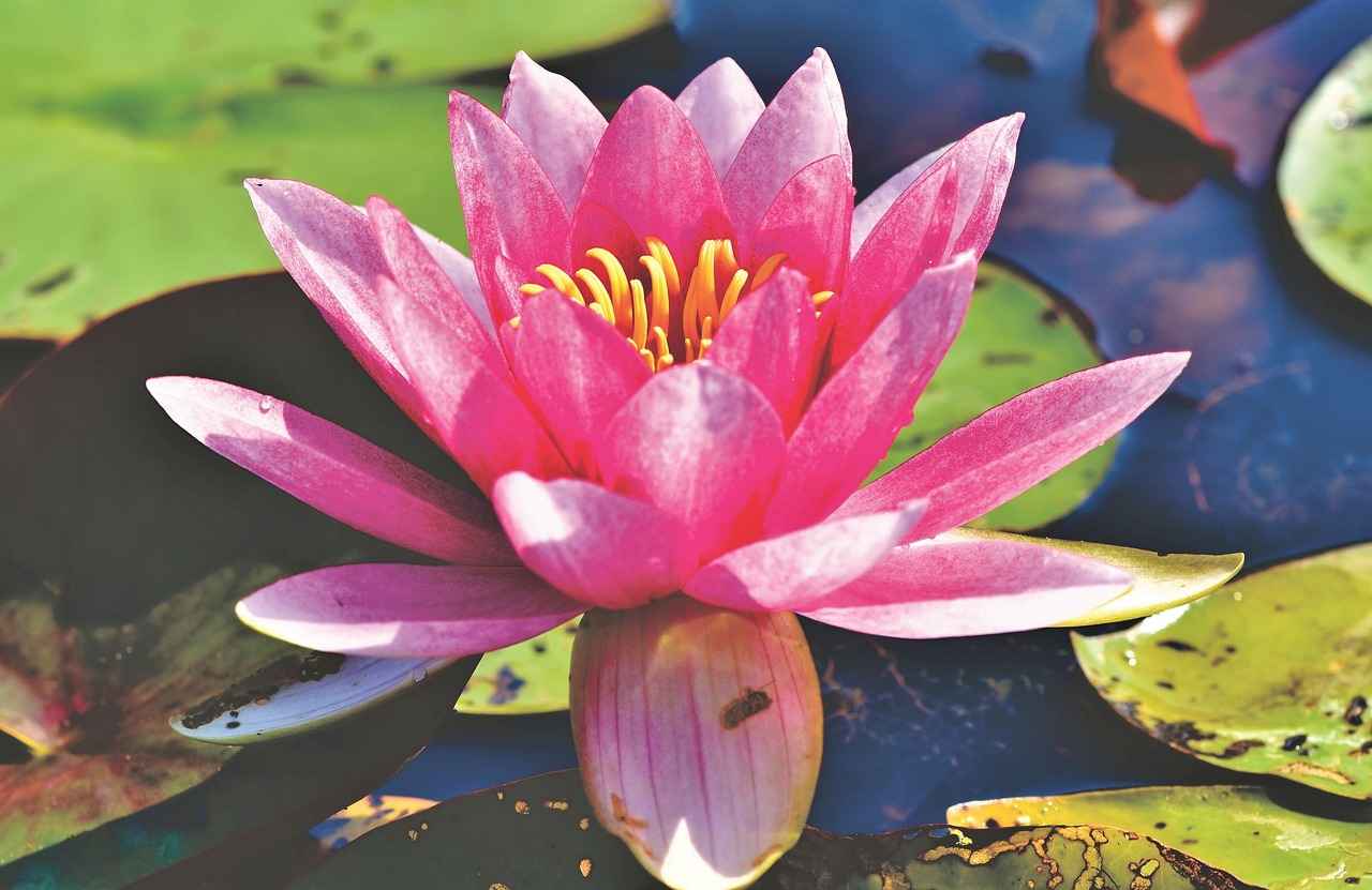 Water Fasting for Weight Loss: How Much Can You Lose? 1 What is Water Fasting?