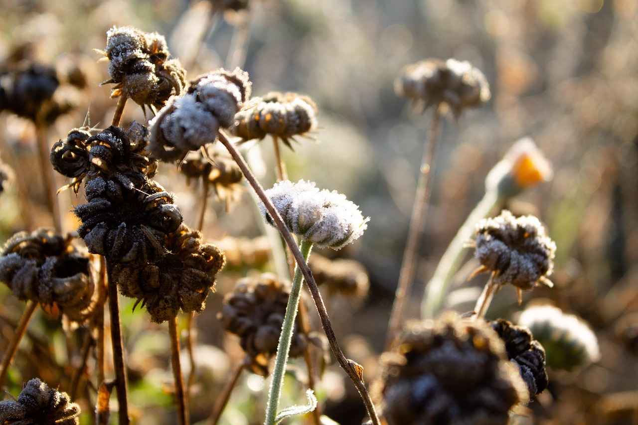 Conclusion: The Ongoing Mystery of Water Freezing