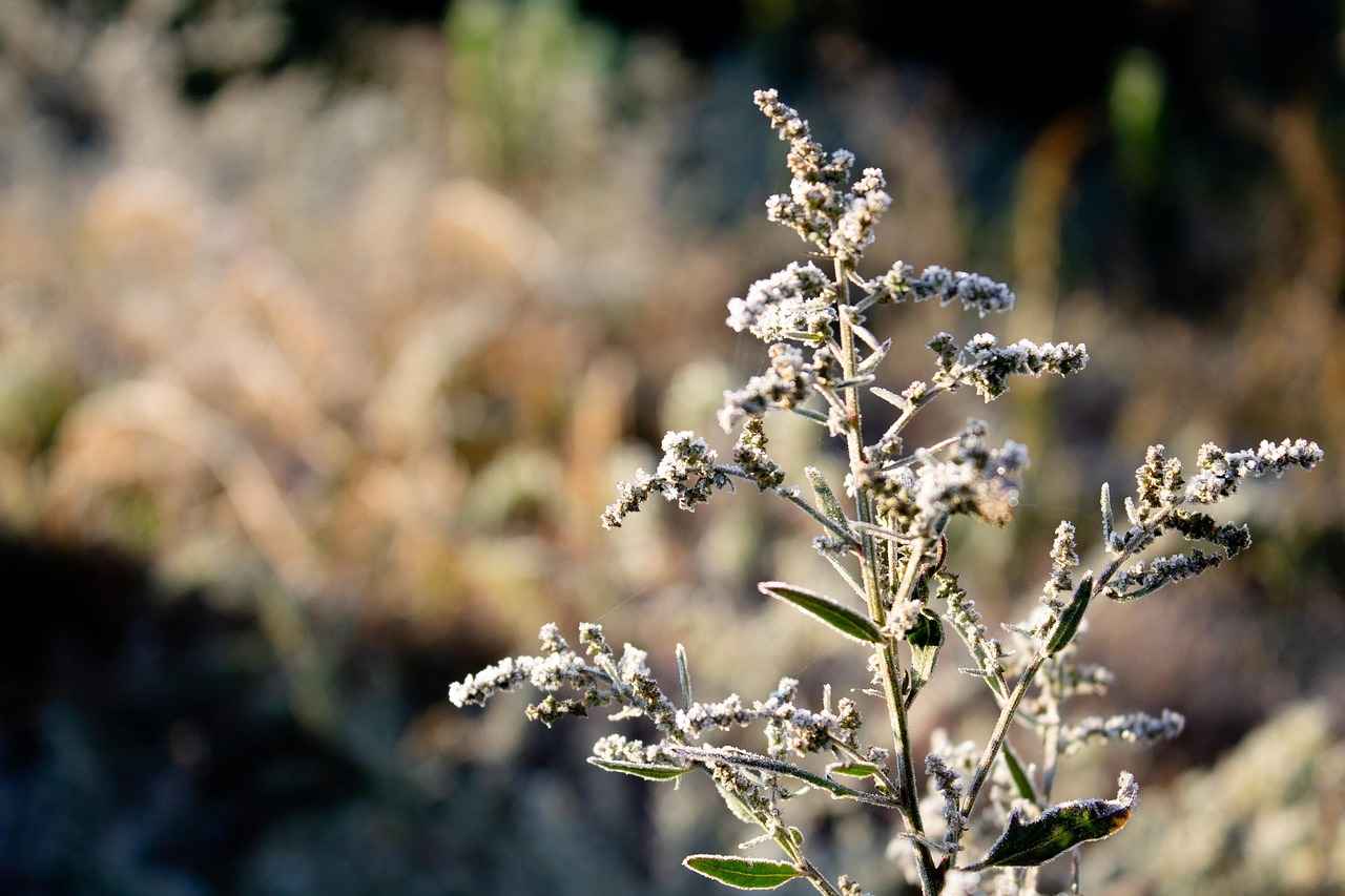 Will Hot Water Freeze Faster Than Cold? A Scientific Breakdown 4 Factors Influencing Freezing Rates